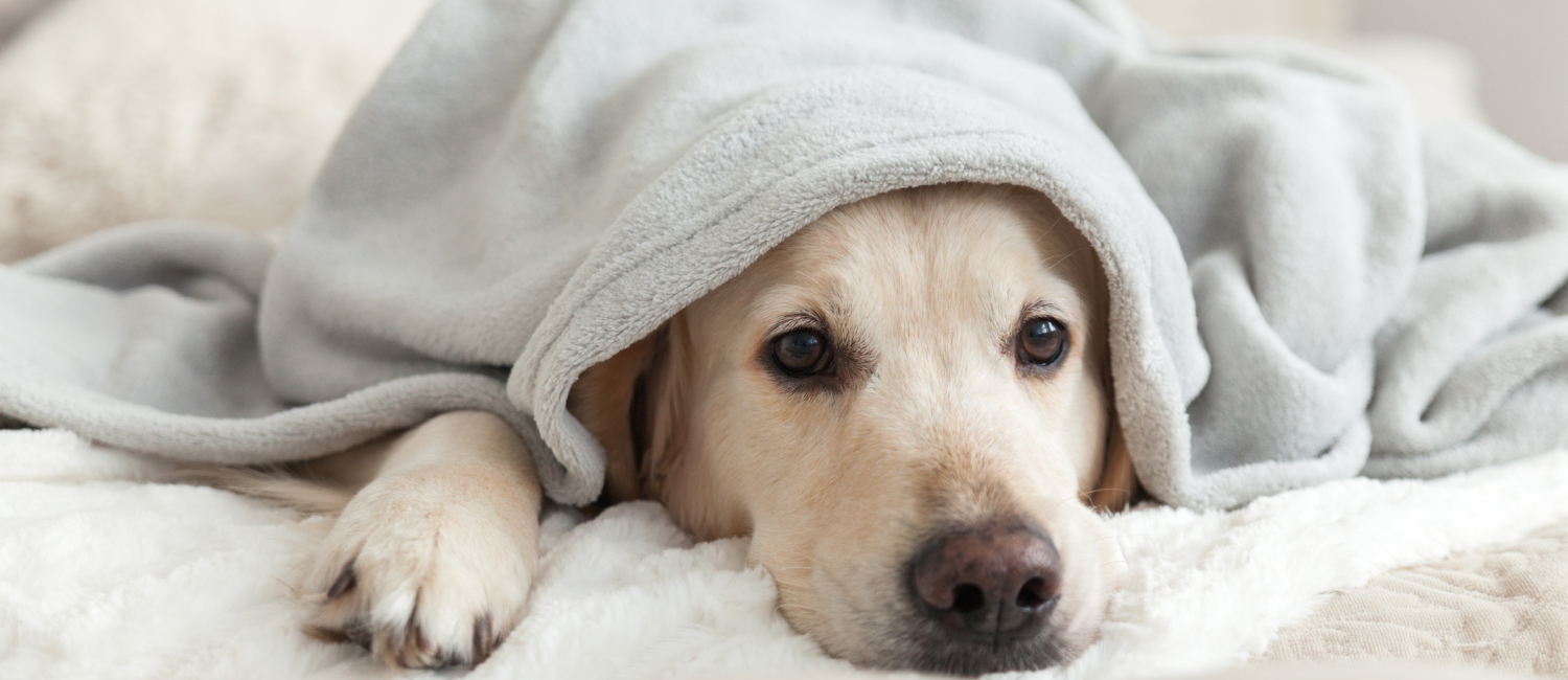 Pet-Friendly Stays at Marina Village Inn